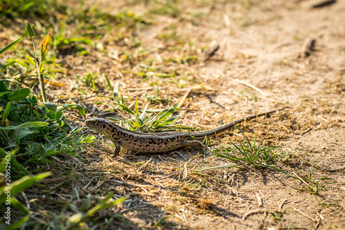 Lizard sitting on brown sand enjoying morning sun