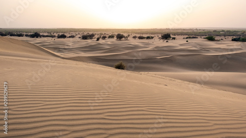 Beautiful sand dune in Thar desert  Jaisalmer  Rajasthan  India.
