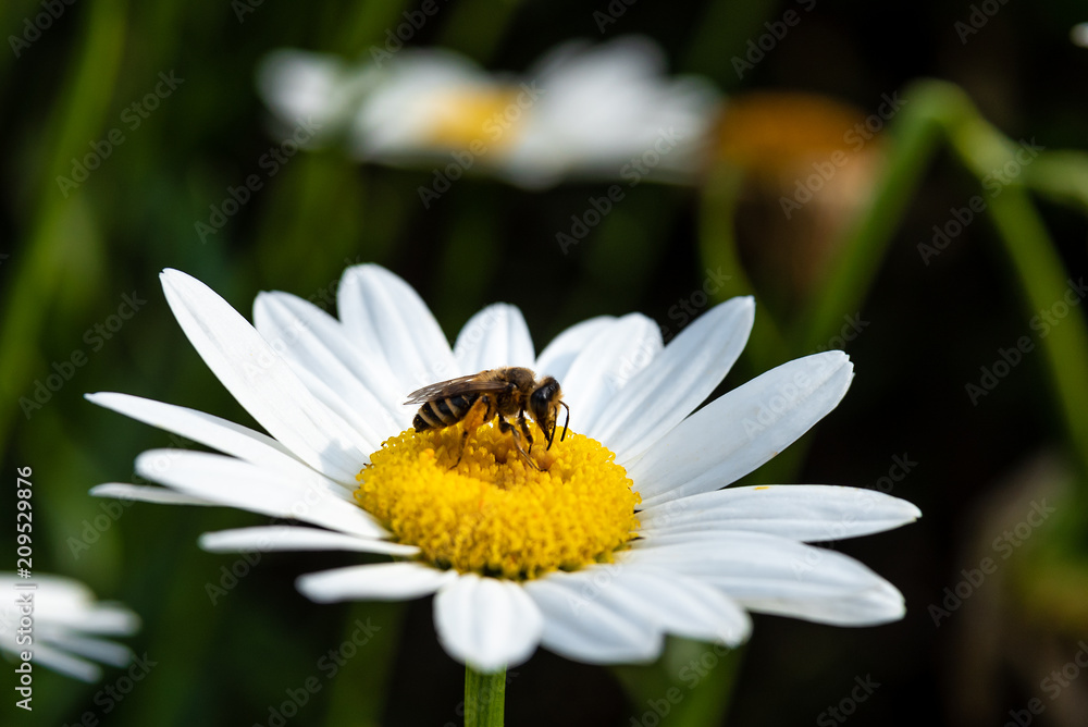 small bee on a yellow white flower, close up small bee on a yellow white flower, close up
