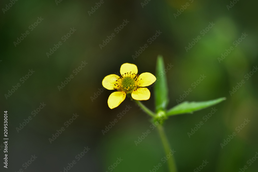 A beautiful little yellow flower (meadow, tall buttercup) in the forest (summer, spring) on a dark background. Macro photo of a flower. Ranunculus acris A beautiful little yellow flower (meadow, tall buttercup) in the forest (summer, spring) on a dark background. Macro photo of a flower. Ranunculus acris