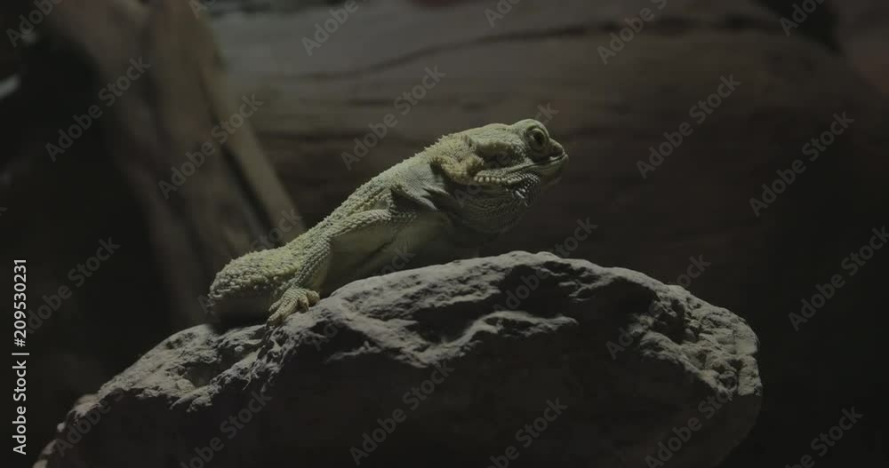 Pogona vitticeps, the central (or inland) bearded dragon Pogona vitticeps, the central (or inland) bearded dragon
