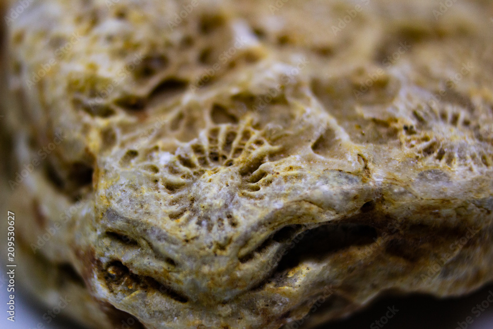 Macro structure texture of fossilized oceanic corals Macro structure texture of fossilized oceanic corals