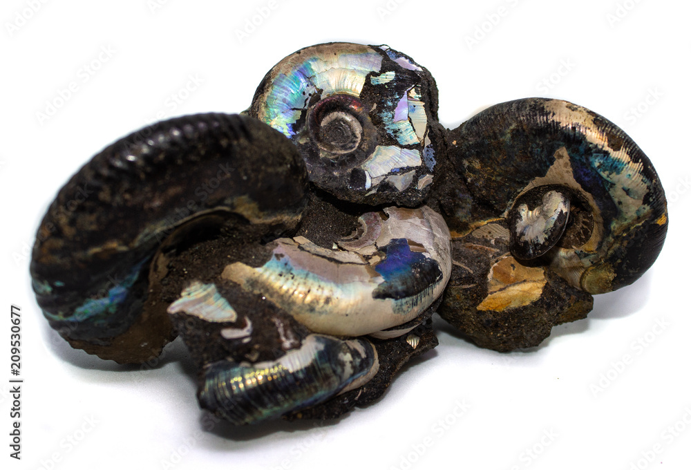 Fototapeta premium Natural fossilized shell on a white background collection stone