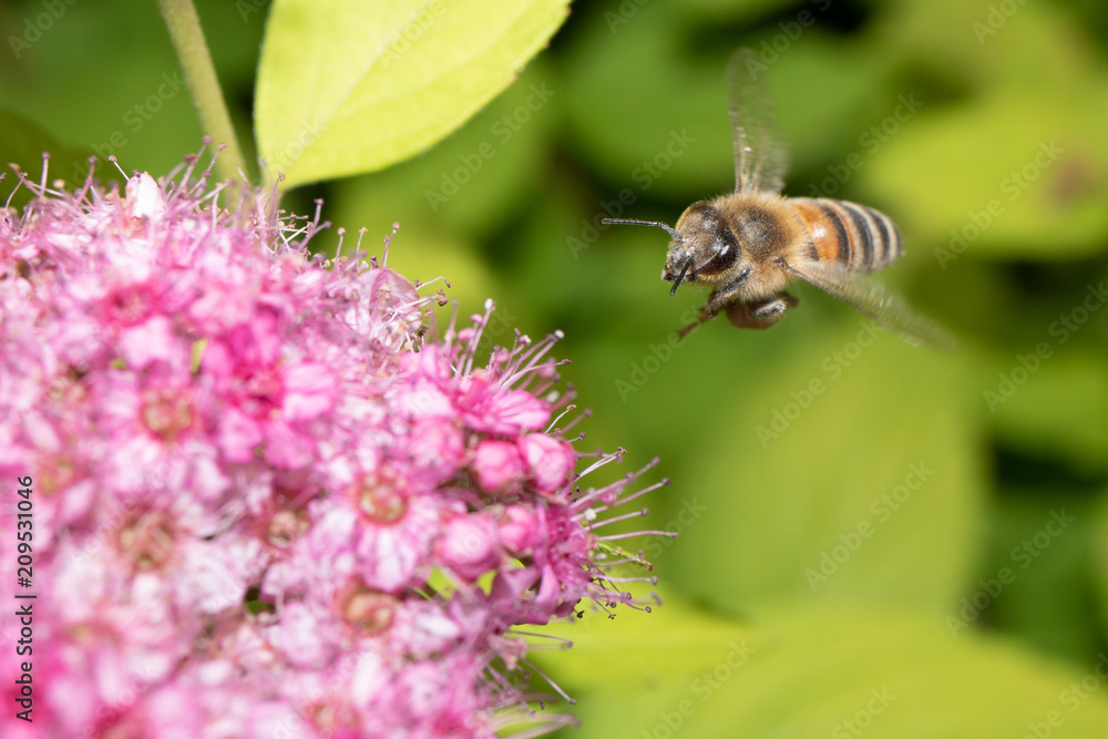 Fototapeta premium Macro shot of a bee