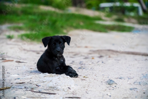 The black puppy is lying on the beach