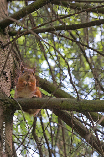 Red squirrel sits on a branch against a background of green trees. The front view. © RuskaDesign