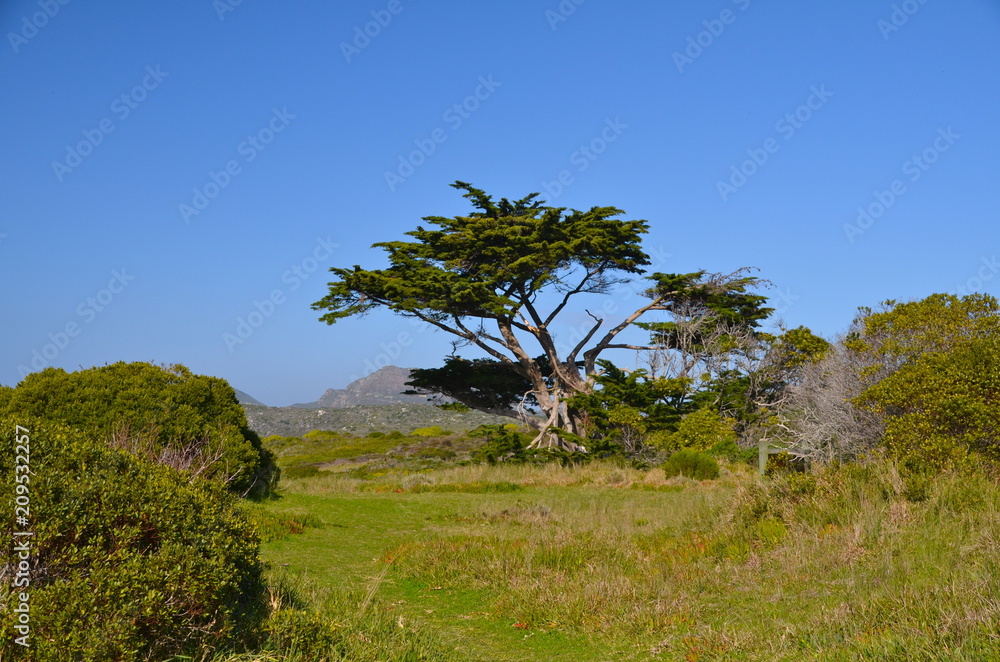 Fototapeta premium Baobab tree landscape in Western Cape park, South Africa 