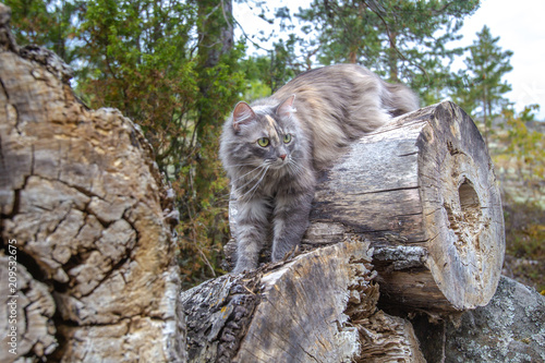 The cat sits on the wood. G...