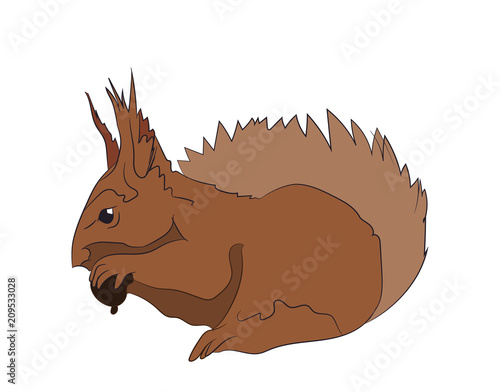 squirrel gnaws nuts. vector