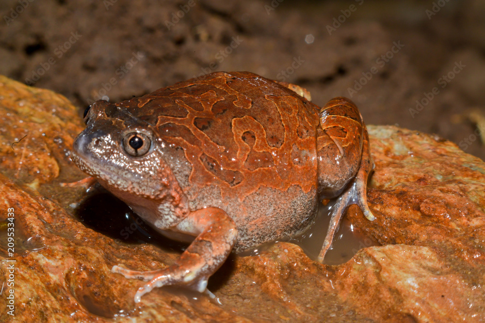 Fototapeta premium Caluella guttulata in Thailand