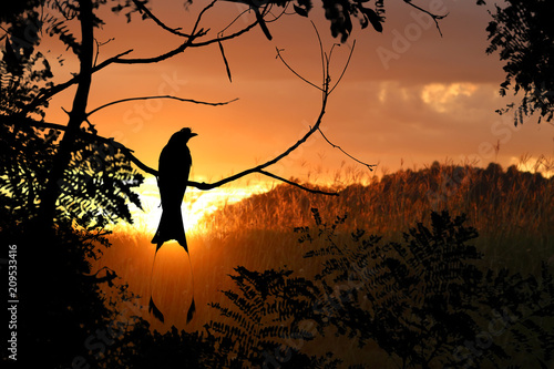 Silhouette of Greater Racket-tailed Drongo birds with red sky sunset background