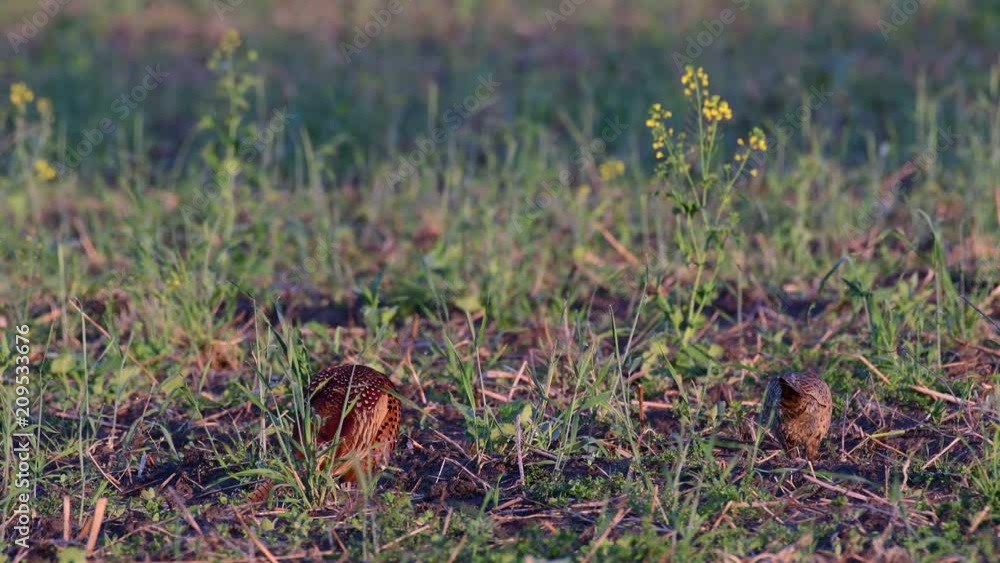 Pheasant cock with hen search feed on the field, spring, (phasianus colchicus) Pheasant cock with hen search feed on the field, spring, (phasianus colchicus)