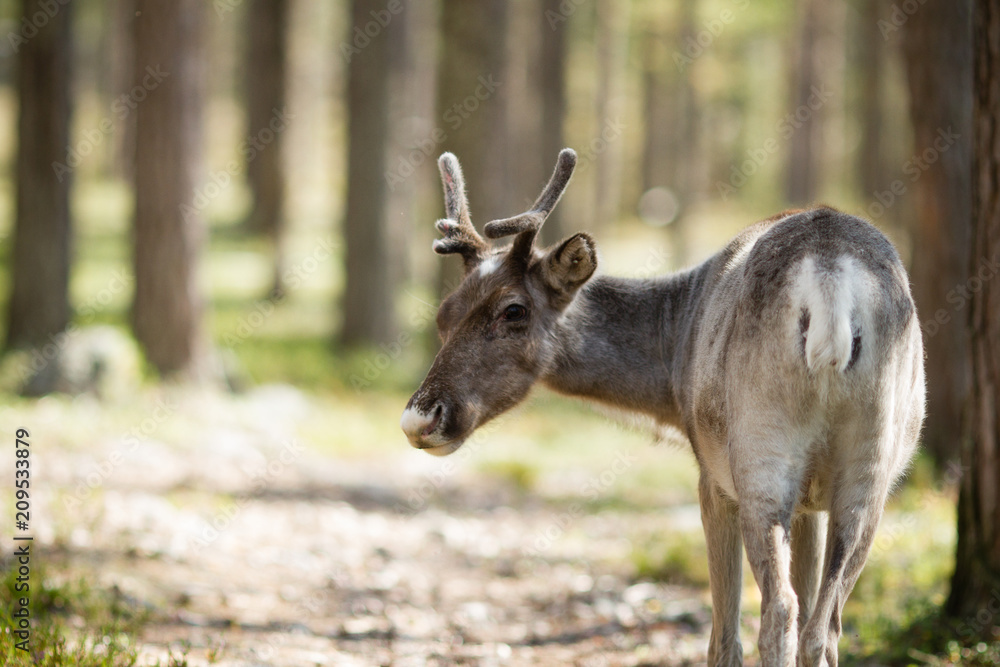 reindeer reindeer