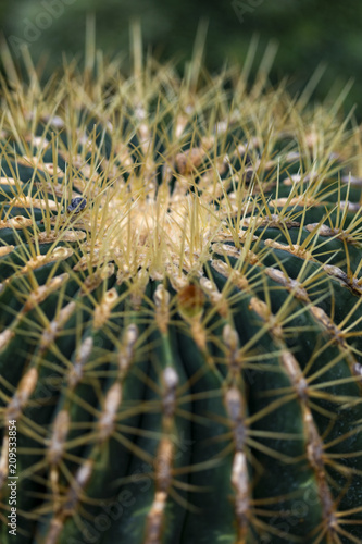 Detail of the Golden barrel...