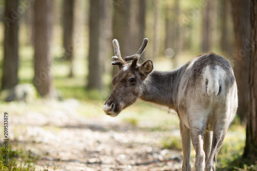 reindeer