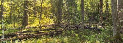 Panorama of a forest landscape in Lapland, Finland 
