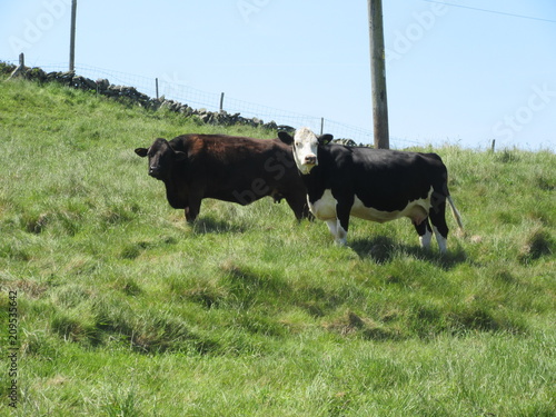 Cows on Sherkin Island photo