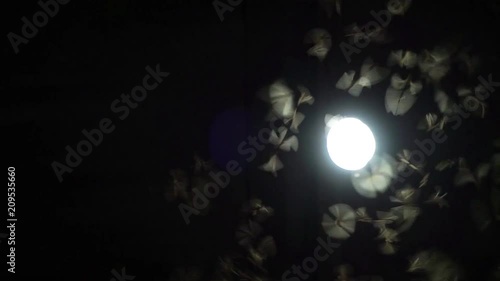 The Mayfly  from the nest will fly, he will find the moonlight to expand the living nest. But when  saw the light, I was lost in the direction of flying like a lamp in the house