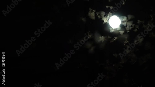 The Mayfly  from the nest will fly, he will find the moonlight to expand the living nest. But when  saw the light, I was lost in the direction of flying like a lamp in the house