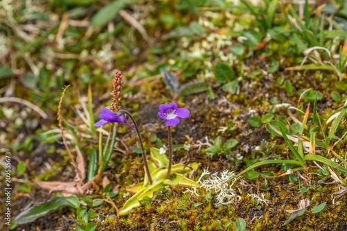 Purple Butterwort flowers in summer photo