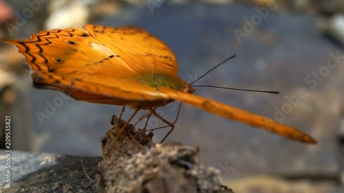 Butterflies are looking for food to live and balance in nature.
