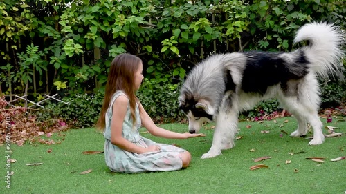 Beautiful young teenager girl playing with Alaskan Malamute dog in the garden on the grass in Dubai,UAE