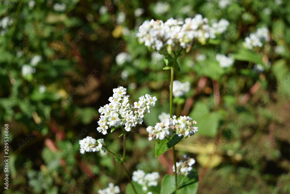蕎麦畑 白い花 蕎麦畑 白い花