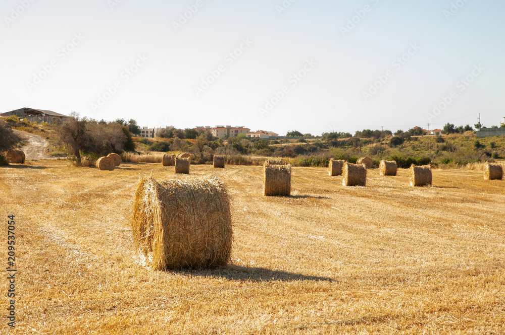 Big  round bales of straw, sheaves, haystacks on the field in the rays of the sun