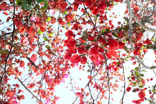 Bougainvillea   red flowers  texture  background