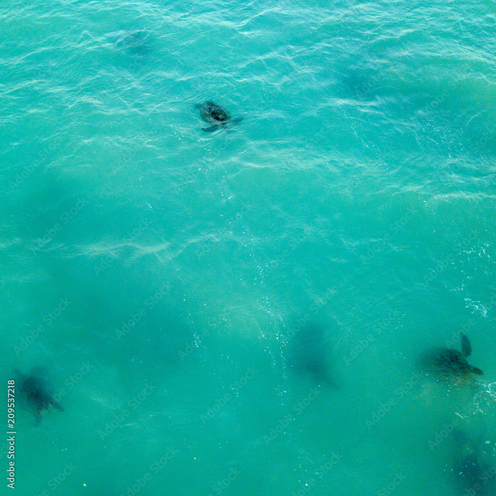 Fototapeta premium Turtle mating season