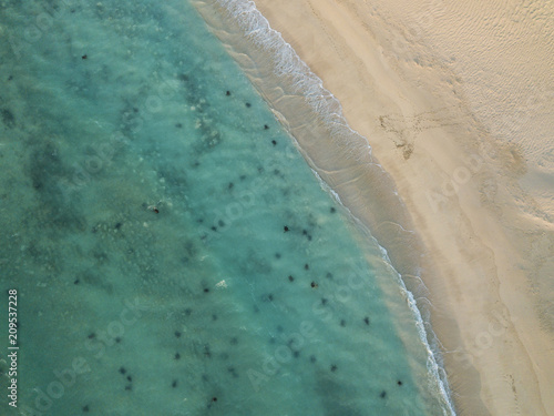 Turtle mating season from above