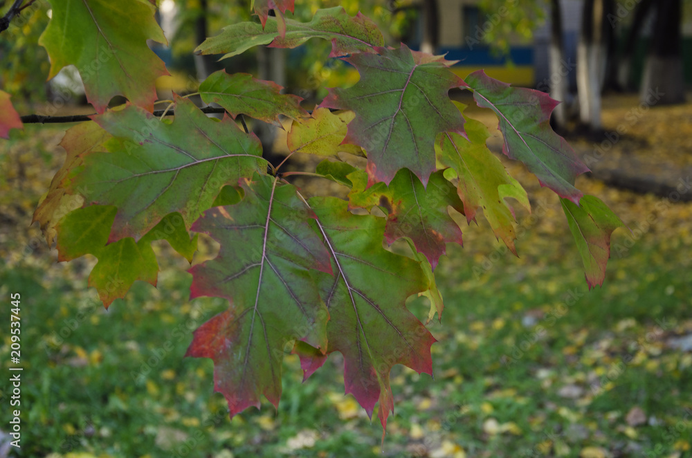 beautiful colorful leaf of a tree beautiful colorful leaf of a tree