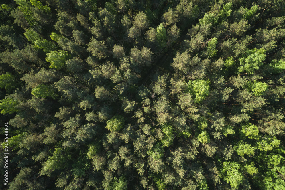 aerial top view view of mixed forest on a sunny summer day