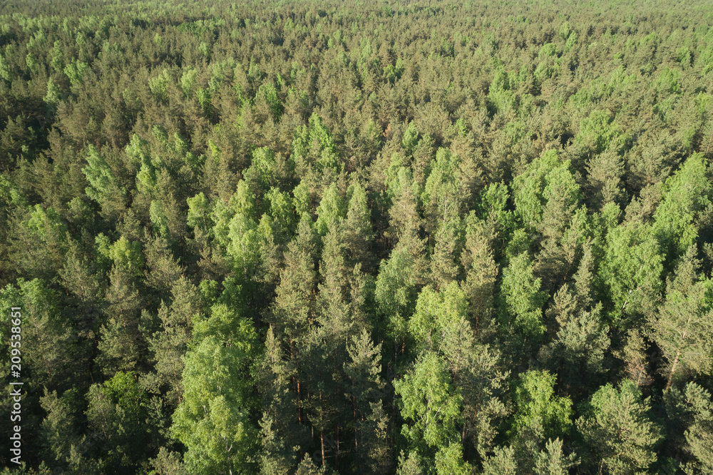 aerial view of mixed forest on a sunny summer day