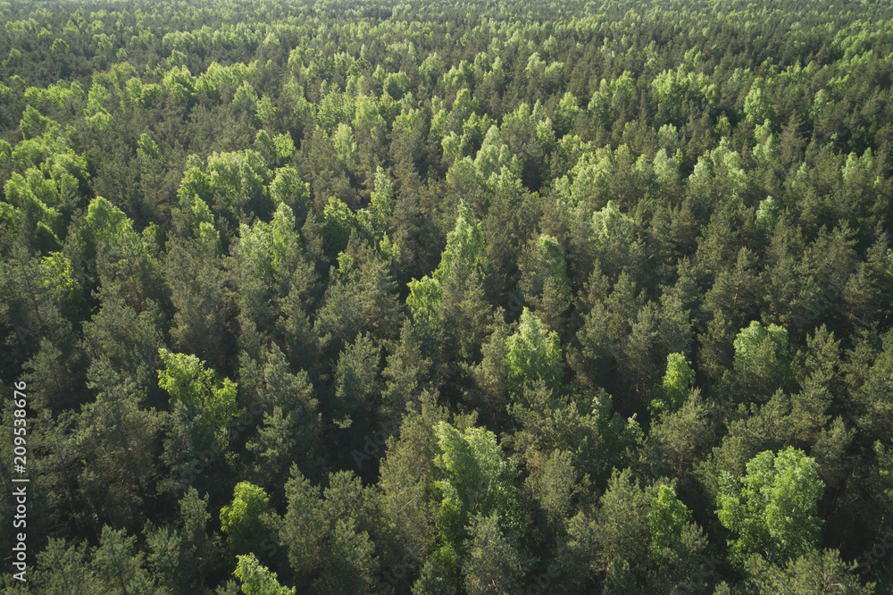 aerial view of mixed forest on a sunny summer day aerial view of mixed forest on a sunny summer day