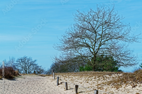 Sandy dunes in nature reserve Boberger Niederung in Hamburg, Germany photo