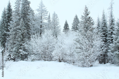 Snow White Forest. The trees in the forest are covered with snow. Russia, January, 2018.