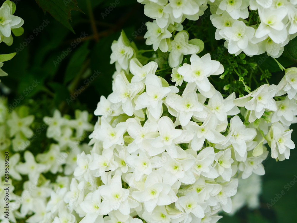 white flowers in the garden white flowers in the garden