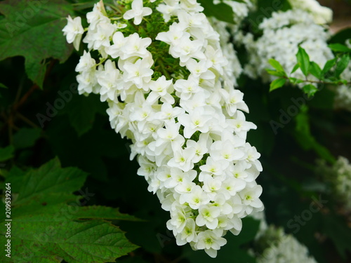 white flowers