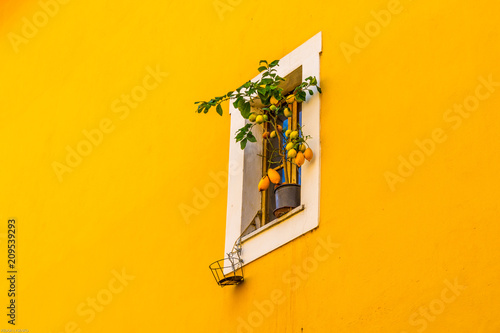 Yellow wall. The lemon tree grows on the window. Rome, Italy. March day.