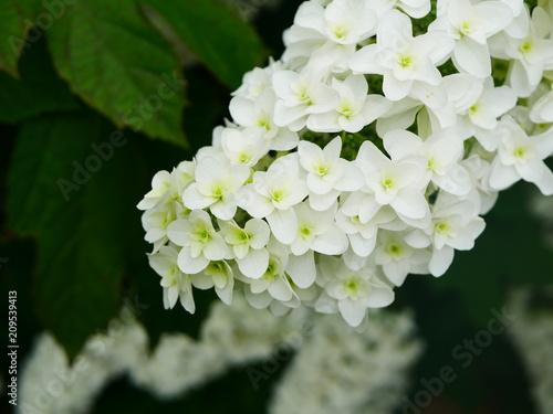 Hydrangea quercifolia