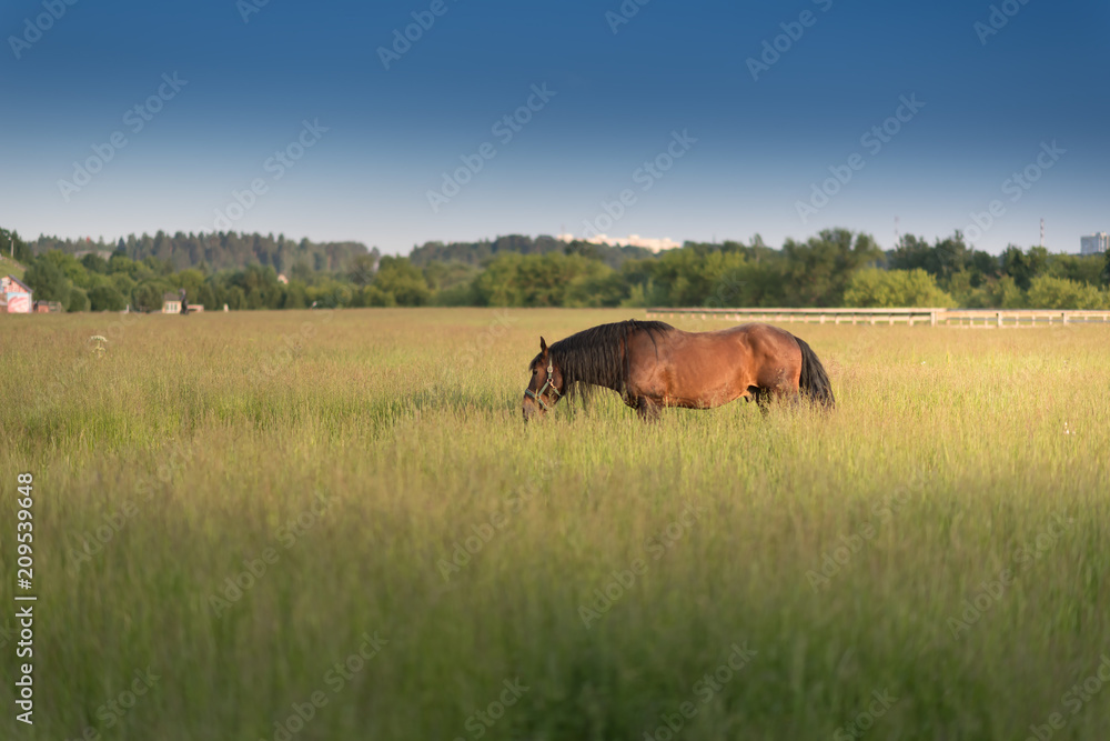beautiful horse running outdoors