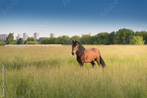 beautiful horse running outdoors