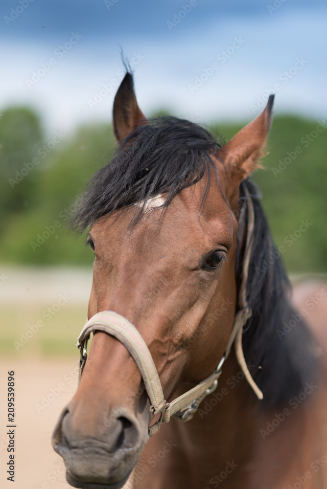 Fototapeta premium Beautiful red horse with long mane in spring