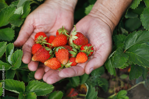 Freshly picked berries of strawberries in the hands of the farmer close-up. Natural products useful for the whole family
