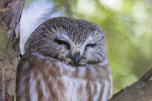 northern saw-whet owl (Aegolius acadicus)  photo