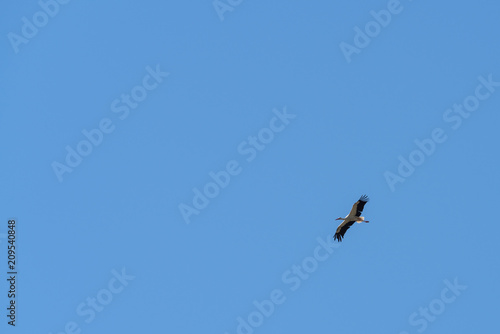 White Stork in flight