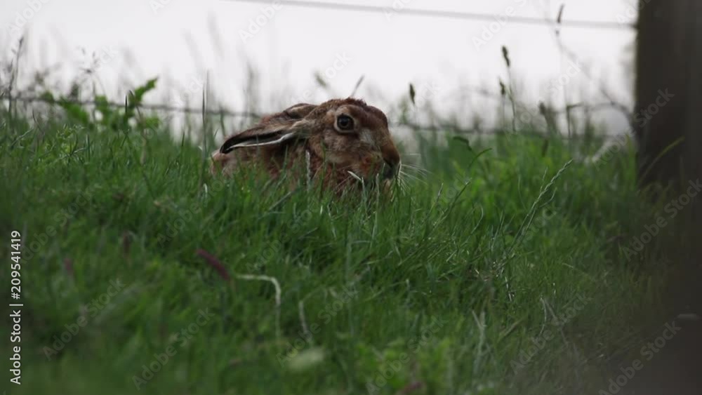 Brown Hare, lepus europaeus, sitting, in long grass trying to hide in a field during summer in the cairngorms national park. Brown Hare, lepus europaeus, sitting, in long grass trying to hide in a field during summer in the cairngorms national park.