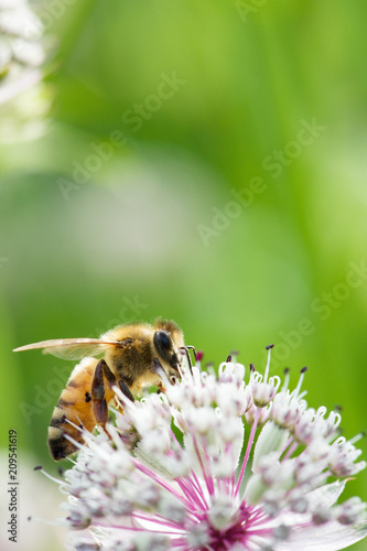 Honey bee on Great masterwort (Astrantia major) flower. © ekim