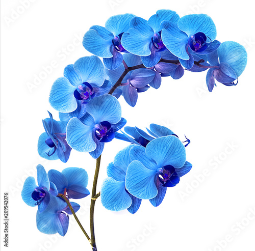 beautiful blue Orchid without background, bright blue Orchid flowers on a white background. photo